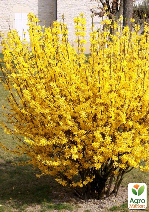 Форзиция европейская "Lynwood Gold" 