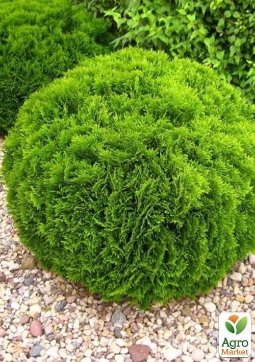 Туя західна "Danica" (контейнер Р9, висота 10-12 см)
