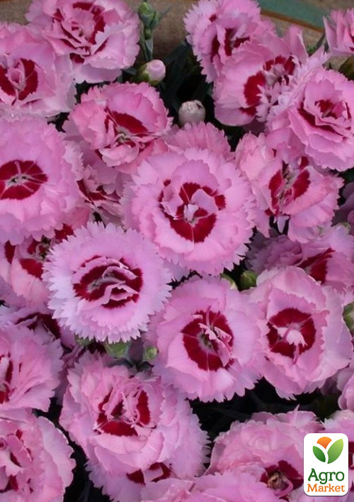 Гвоздика Махровая "Raspberry Sundae" 