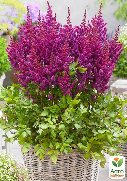 Астильба "Vision in Red" (низкорослая)