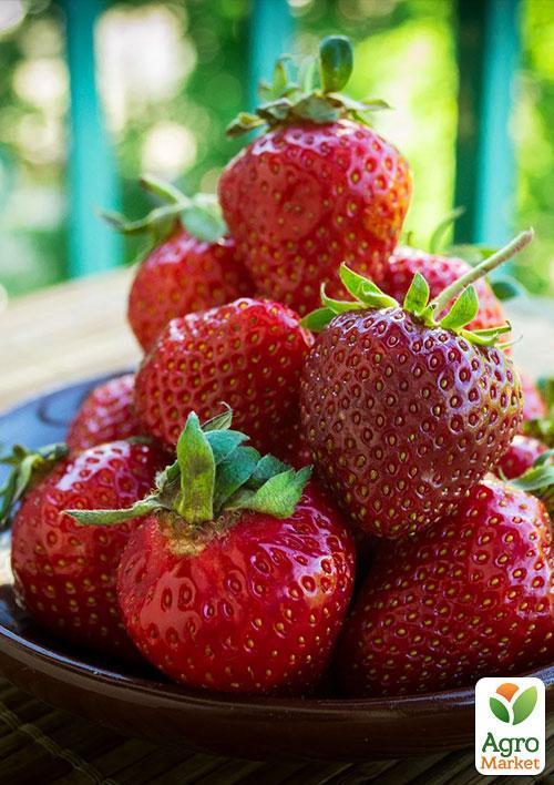 Полуниця "Кебот" (Cabot) (пізній термін дозрівання, має тривалий термін зберігання) - фото 6