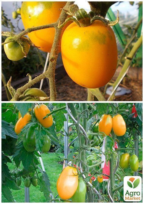 На вагу Томат "Де-барао жовтий" ТМ "Весна" ціна за 1г - фото 2