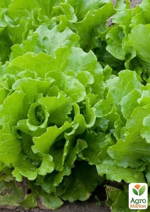 На вагу Салат качанний "Майская королева" ціна за 5г - фото 3