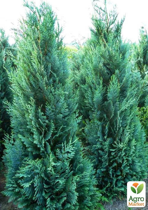 Кипарисовик Лавсона "Columnaris" (ком/сетка) высота 120-140см