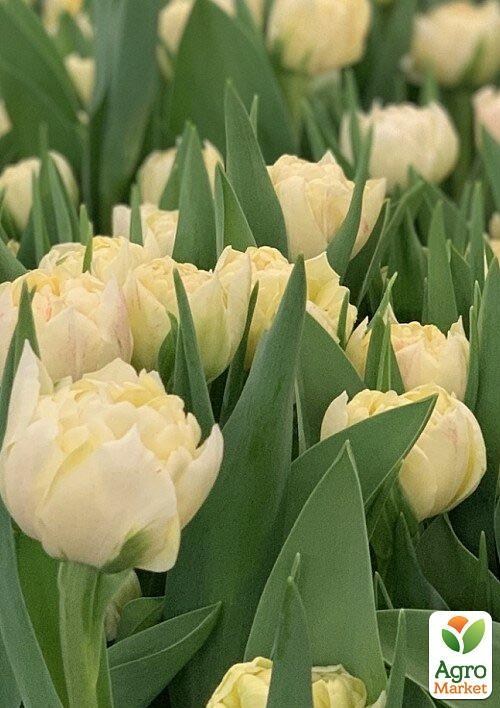 Тюльпан "Piste" 2шт в упаковке - фото 2