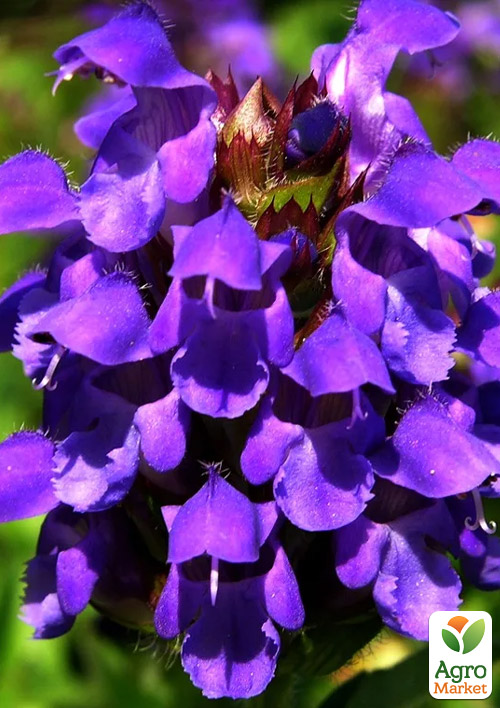 Прунелла крупноцветковая "Pagoda Violet" (Черноголовка морозостойкая) - фото 2