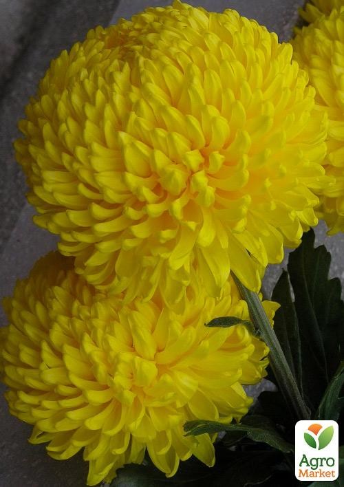 Хризантема "Mimizan Jaune" (низькоросла великоквіткова)