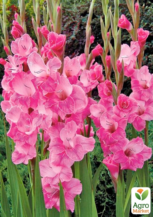 Гладіолус "Pink Event" - фото 5