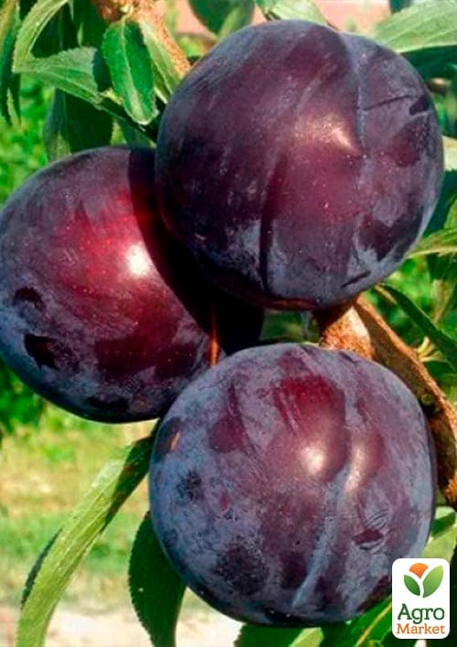 Слива колоновидная "Кромань" - фото 2