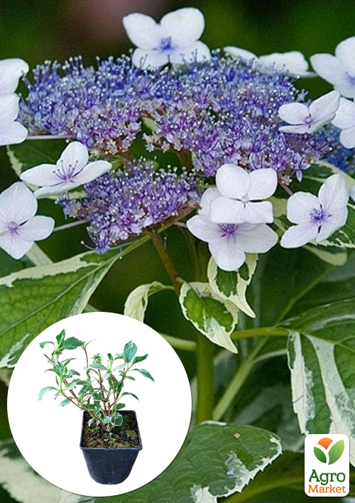 Гортензия крупнолистная 3-х летняя "Mariesii Variegata"