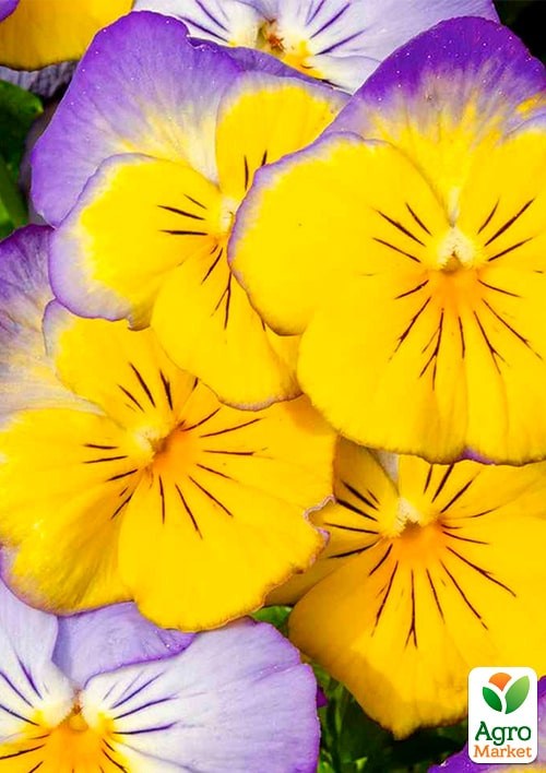 Віола Віттрока "Бейбі пікоті" ТМ "Vesna Exclusive" 10 шт