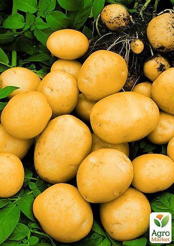 Семенной среднеспелый картофель "Лусинда" (на пюре, 1 репродукция) 3кг