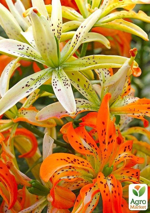 Лилия "Must See" 1шт в упаковке NEW