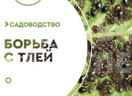 Обробка кущів від попелиці - корисні статті про садівництво від Agro-Market