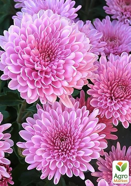 Хризантема мультифлора "Прекосіта рожева" (вкоріненого живця висота 5-10 см)