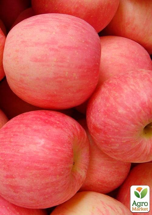 Яблоня "Фуджи" (зимний сорт, поздний срок созревания) - фото 4