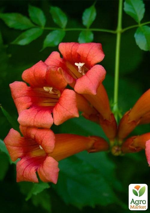 Кампсис красный "Flamenko" - фото 4