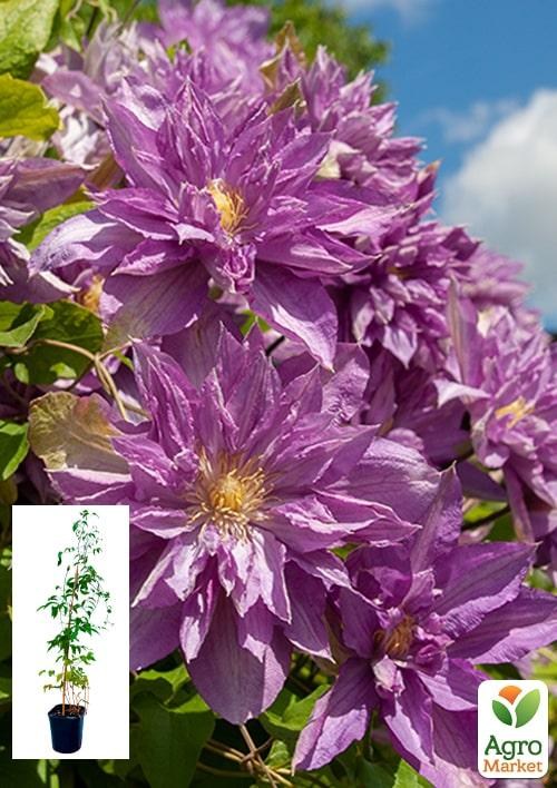 Клематис 3-х річний "Proteus" С2