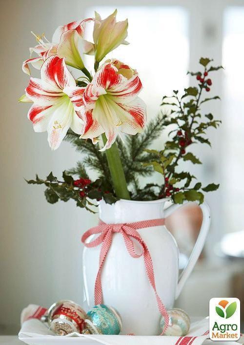 Амариллис в горшке "Новогоднее настроение"