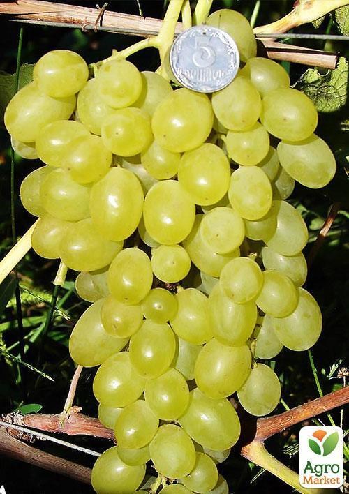 Виноград "Аксинія" (ранній термін дозрівання)