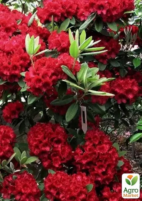 Рододендрон 2-х летний "Dotella" вазон С2, высота 15-30см