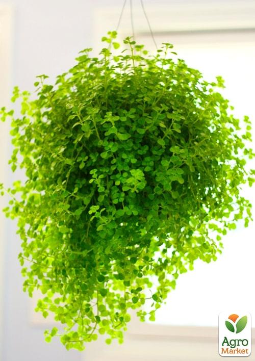 Пеперомия Каскадная "Emerald Beads" - фото 6