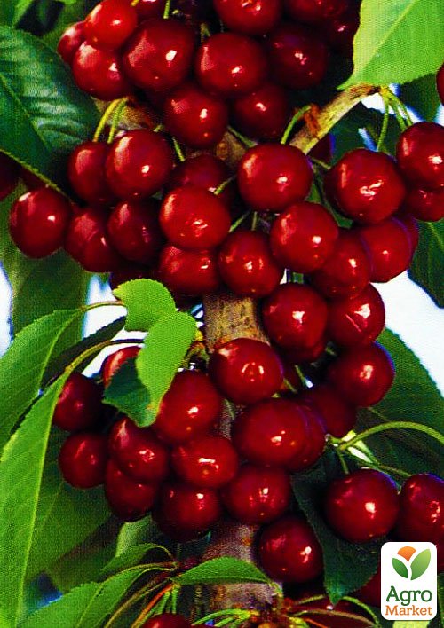 Черешня колоновидная "Сильвия" Эксклюзив