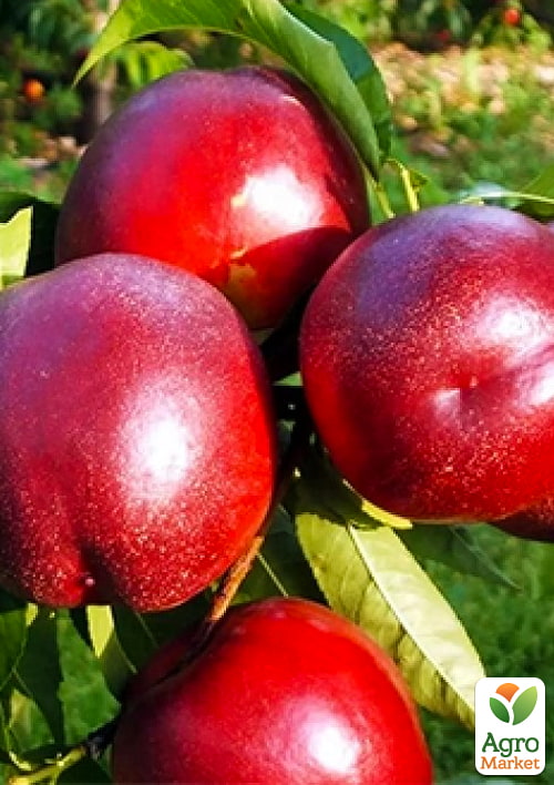 Нектарин "Ванг-8" (лысый персик, летний сорт, средний срок созревания)