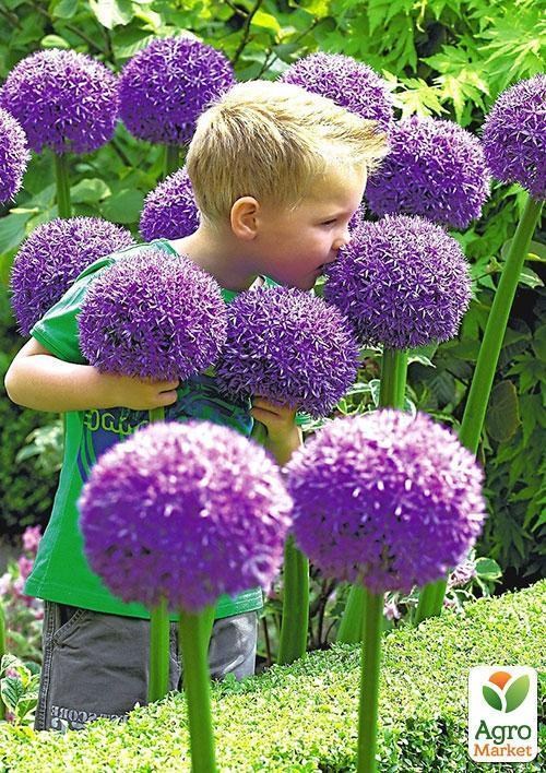 Алліум "Фіолетовий гігант" ТМ "Vesna Exclusive" 5шт - фото 2