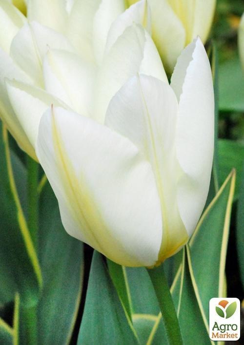 Тюльпан "Purissima Design" (размер 11/12 , крупный) 3шт в упаковке