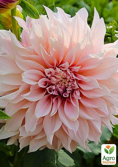 Георгина "Jessy" 1шт в упаковке