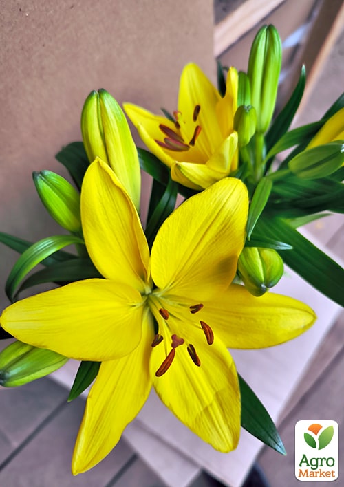 Лилия комнатная цветущая "Tiny Ranger" высота 40-45см - фото 6