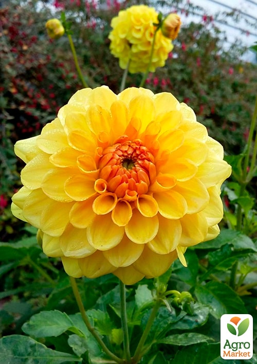 Георгина "Golden Scepter" - фото 5