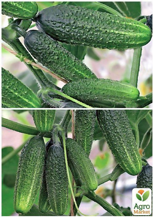 На вагу Огірок "Хрусткий" ТМ "Весна" ціна за 5г - фото 2