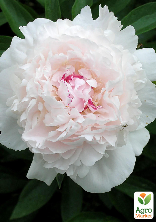 Півонія трав'яниста "Festiva Maxima" 1шт в упаковці