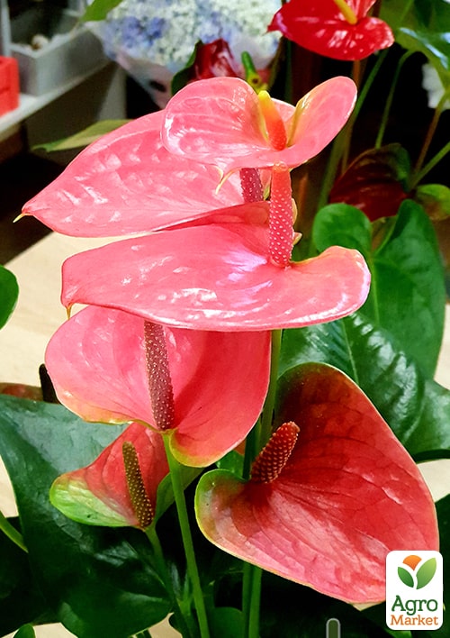 Антуриум (Anthurium) "Shell Coral" высота 20-30см - фото 6