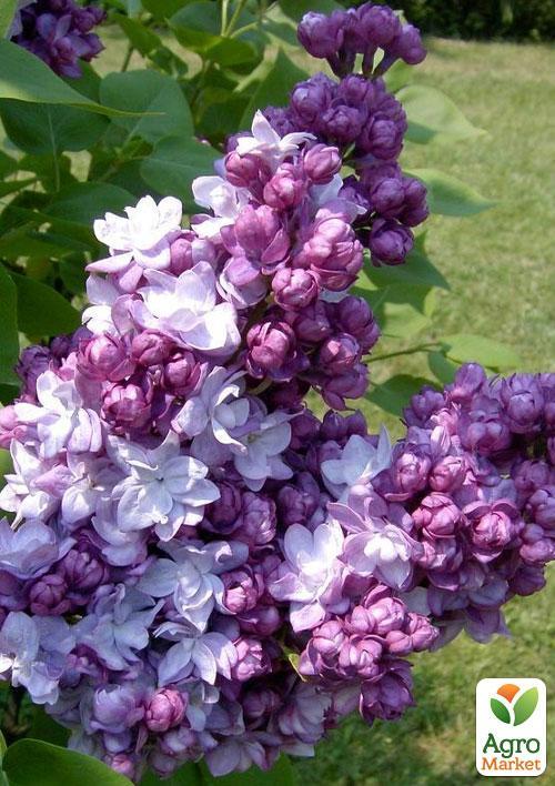 Бузок темно-фіолетовий "Тарас Бульба" (Taras Bulba) - фото 6