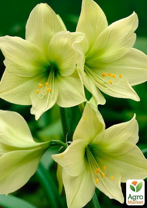 Амариллис "Lemon Lime" (размер 26/28 , очень крупный) 1шт в упаковке