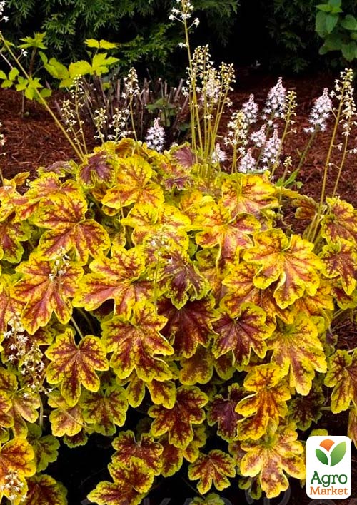 Гейхерелла (Heucherella) "Golden Zebra" С1 (высота 15-30см)