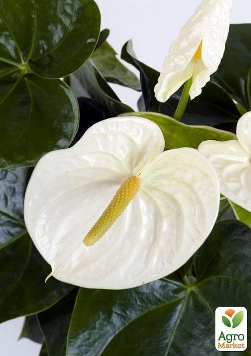 Антуриум "Белый чемпион" (Anthurium White Champion) дм 14 см выс. 55 см