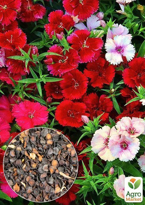 На вагу Гвоздика Китайська суміш ТМ "Весна" ціна за 2г