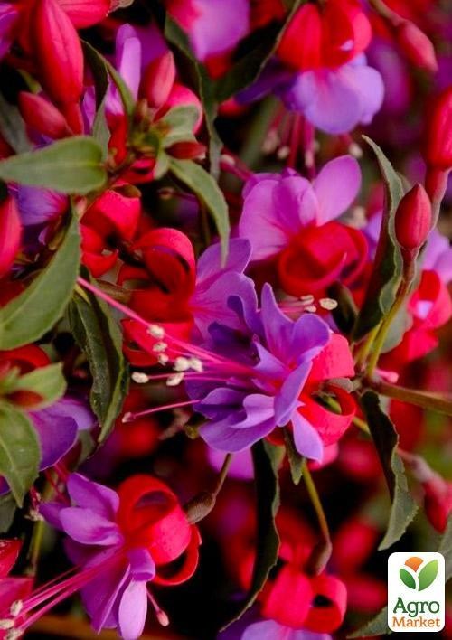 Фуксия кустовая "Lea" (контейнер № 10, высота 5-10 см)