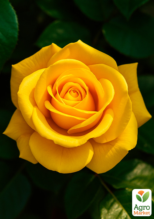 Роза чайно-гибридная "Желтый остров" (саженец класса АА+) высший сорт