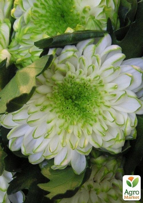 Хризантема срезочная "Zembla Lime" - фото 2