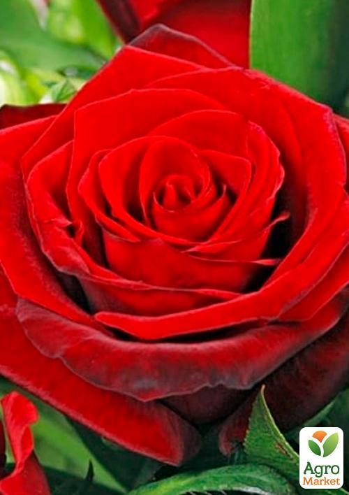 Роза чайно-гибридная "Гран При" (саженец класса АА+) высший сорт - фото 5