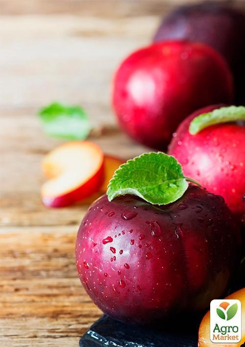 Слива "Ренклод Альтана" (летний сорт, средний срок созревания) - фото 5