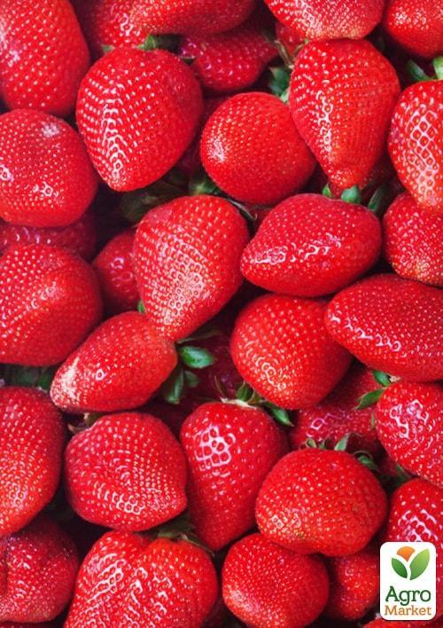 Клубника "Референта" (Referent) (ремонтантный, один из лучших сортов)