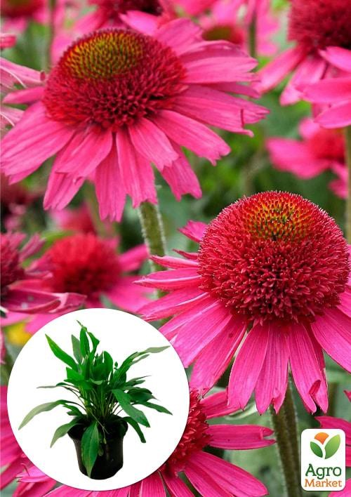 Эхинацея "Delicious Candy"