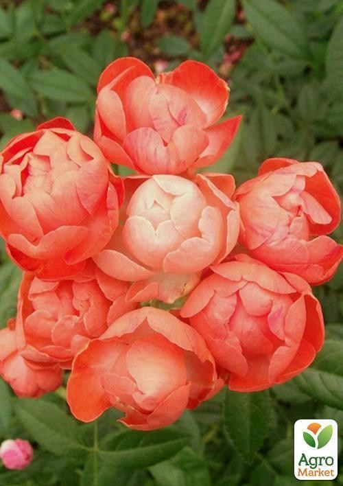 Роза мініатюрна "Fatertag" (саджанець класу АА +) вищий сорт