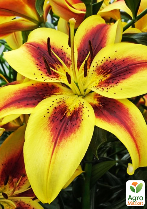 Лилия "Viva la Vida" (Гигантский цветок) - фото 4